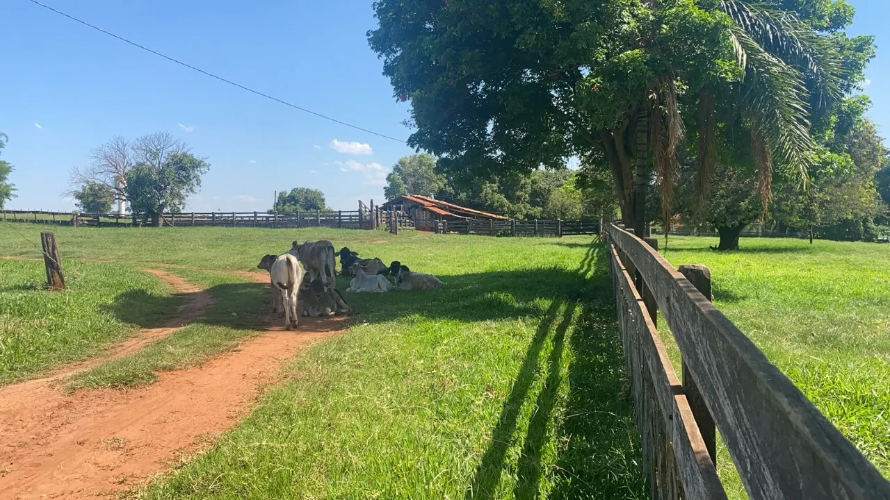 Fazenda à venda de 491 ha em Santo Antônio do Aracanguá, SP, Brasil