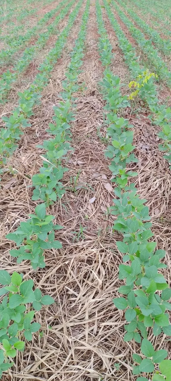Fazenda à venda de 1.700 ha em Chapadão do Sul, MS, Brasil
