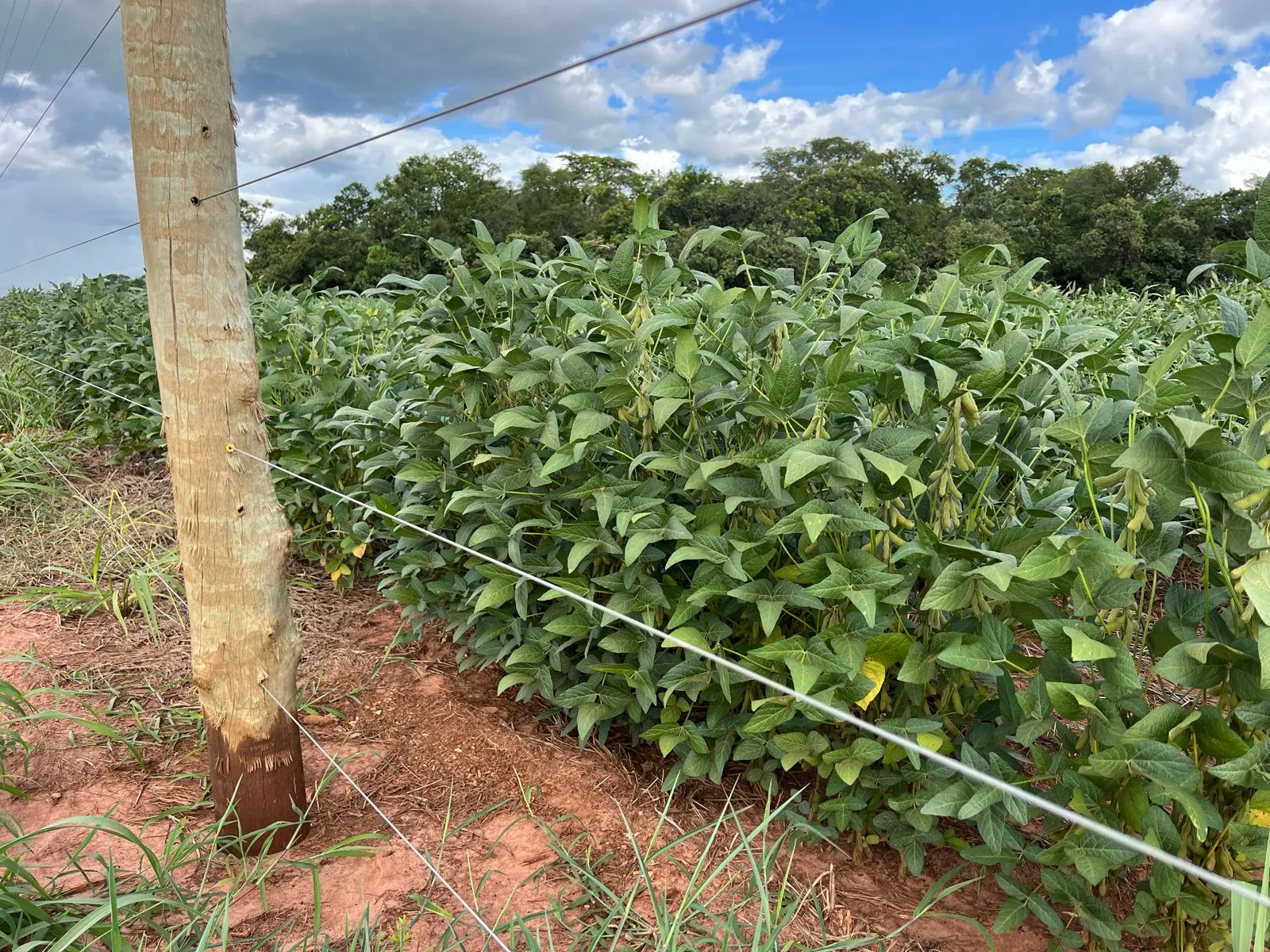 Fazenda à venda de 1.700 ha em Chapadão do Sul, MS, Brasil