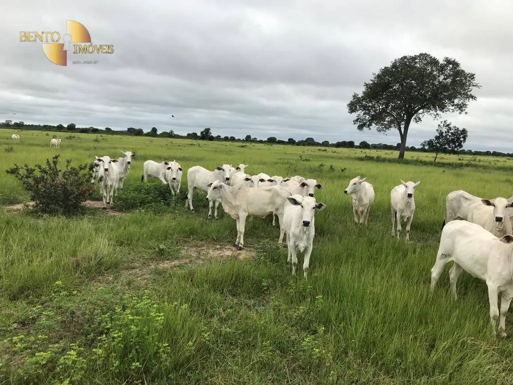 Fazenda à venda de 709 ha em Cocalinho, MT, Brasil