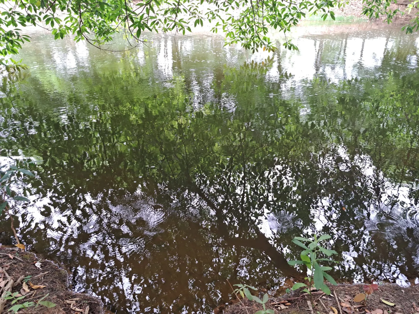 Fazenda à venda de 51 ha em Campo Azul, MG, Brasil
