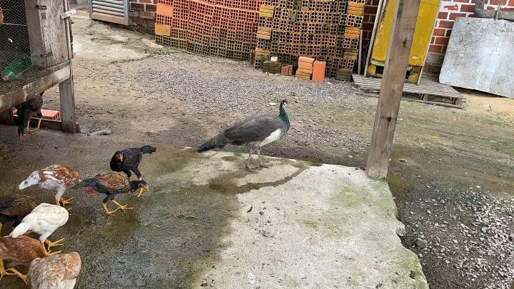 Chácara à venda de 5 ha em Santo Antônio da Patrulha, RS, Brasil