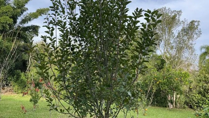 Chácara à venda de 5 ha em Santo Antônio da Patrulha, RS, Brasil