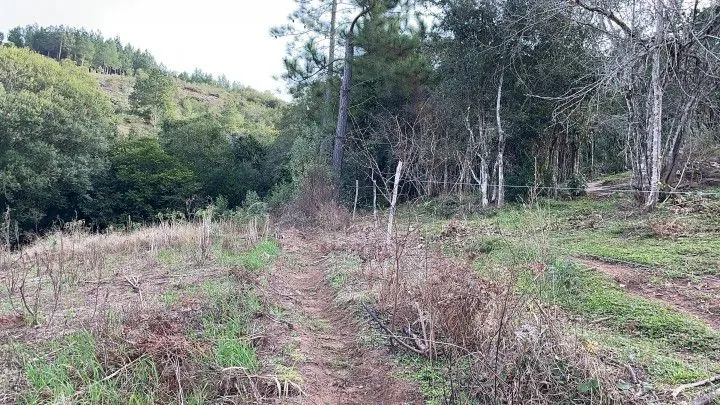 Chácara à venda de 5 ha em Santo Antônio da Patrulha, RS, Brasil
