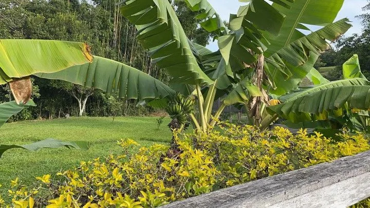 Chácara à venda de 5 ha em Santo Antônio da Patrulha, RS, Brasil