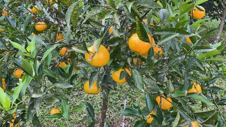 Chácara à venda de 5 ha em Santo Antônio da Patrulha, RS, Brasil