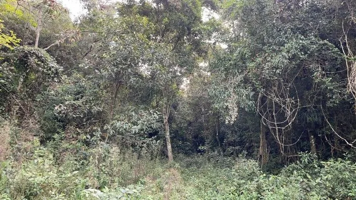 Chácara à venda de 5 ha em Santo Antônio da Patrulha, RS, Brasil