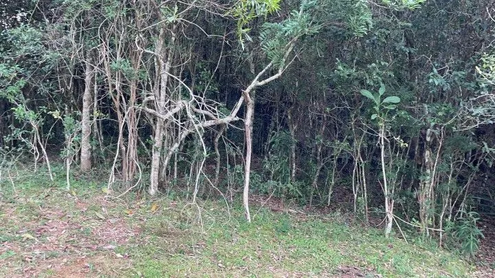 Chácara à venda de 5 ha em Santo Antônio da Patrulha, RS, Brasil