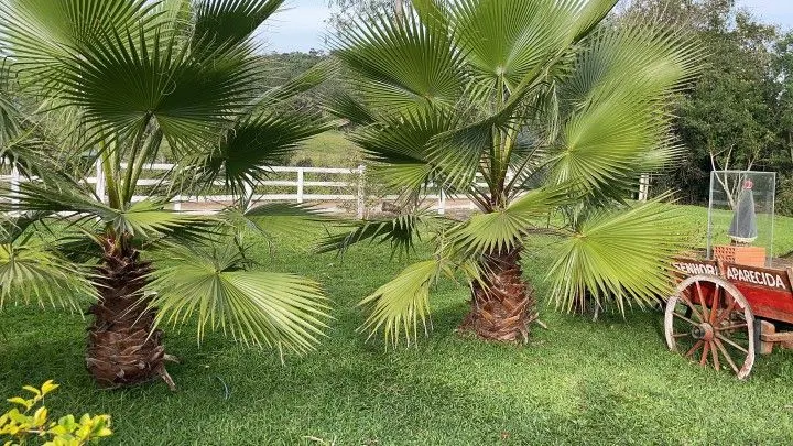 Chácara à venda de 5 ha em Santo Antônio da Patrulha, RS, Brasil