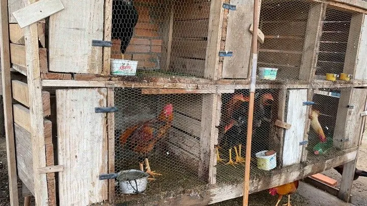 Chácara à venda de 5 ha em Santo Antônio da Patrulha, RS, Brasil