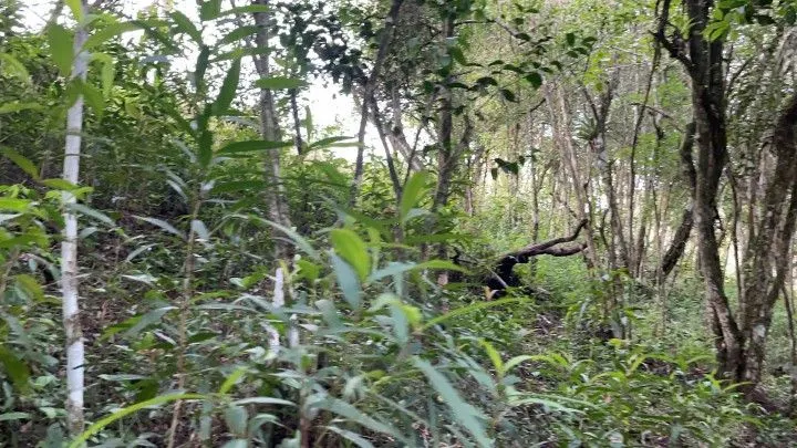 Chácara à venda de 5 ha em Santo Antônio da Patrulha, RS, Brasil