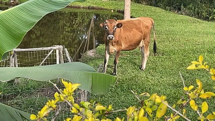 Chácara à venda de 5 ha em Santo Antônio da Patrulha, RS, Brasil