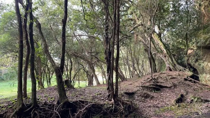 Chácara à venda de 5 ha em Santo Antônio da Patrulha, RS, Brasil