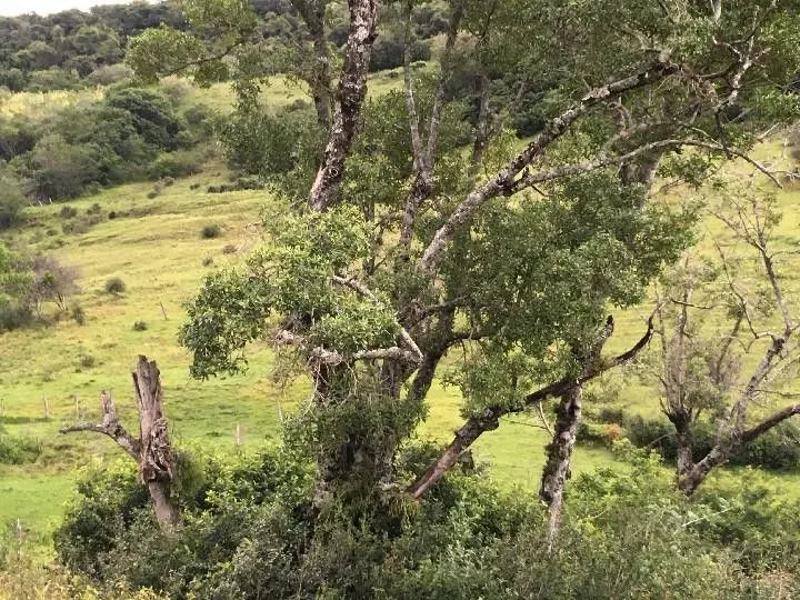 Sítio à venda de 5 ha em Santo Antônio da Patrulha, RS, Brasil