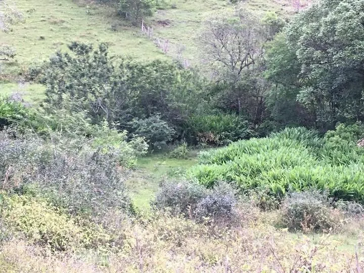 Sítio à venda de 5 ha em Santo Antônio da Patrulha, RS, Brasil