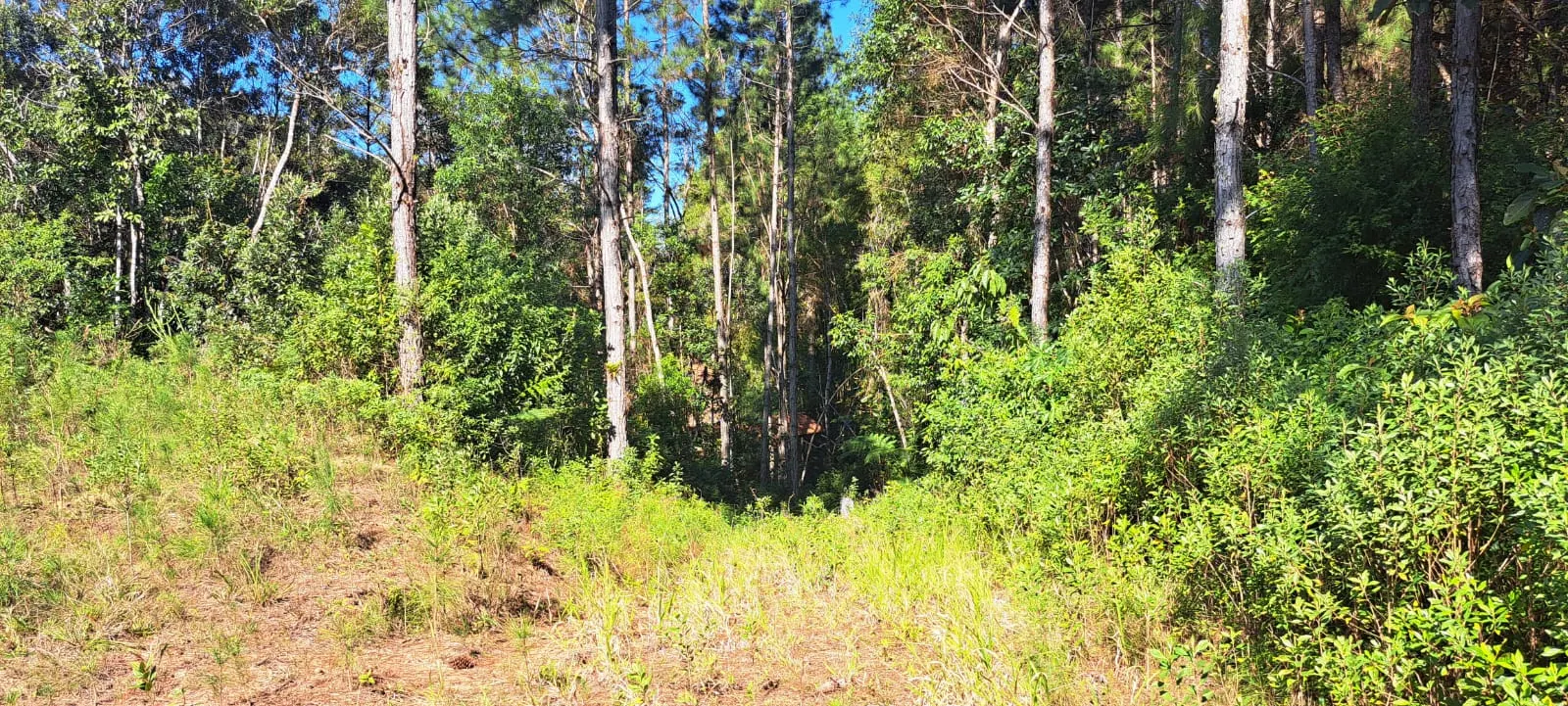 Sítio à venda de 27 ha em Pedro de Toledo, SP, Brasil