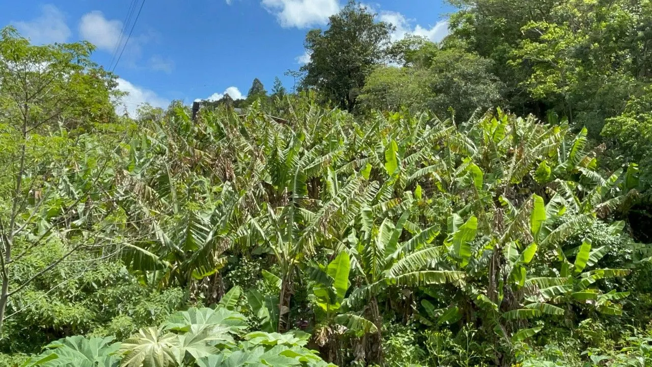 Chácara à venda de 3.300 m² em Maquiné, RS, Brasil