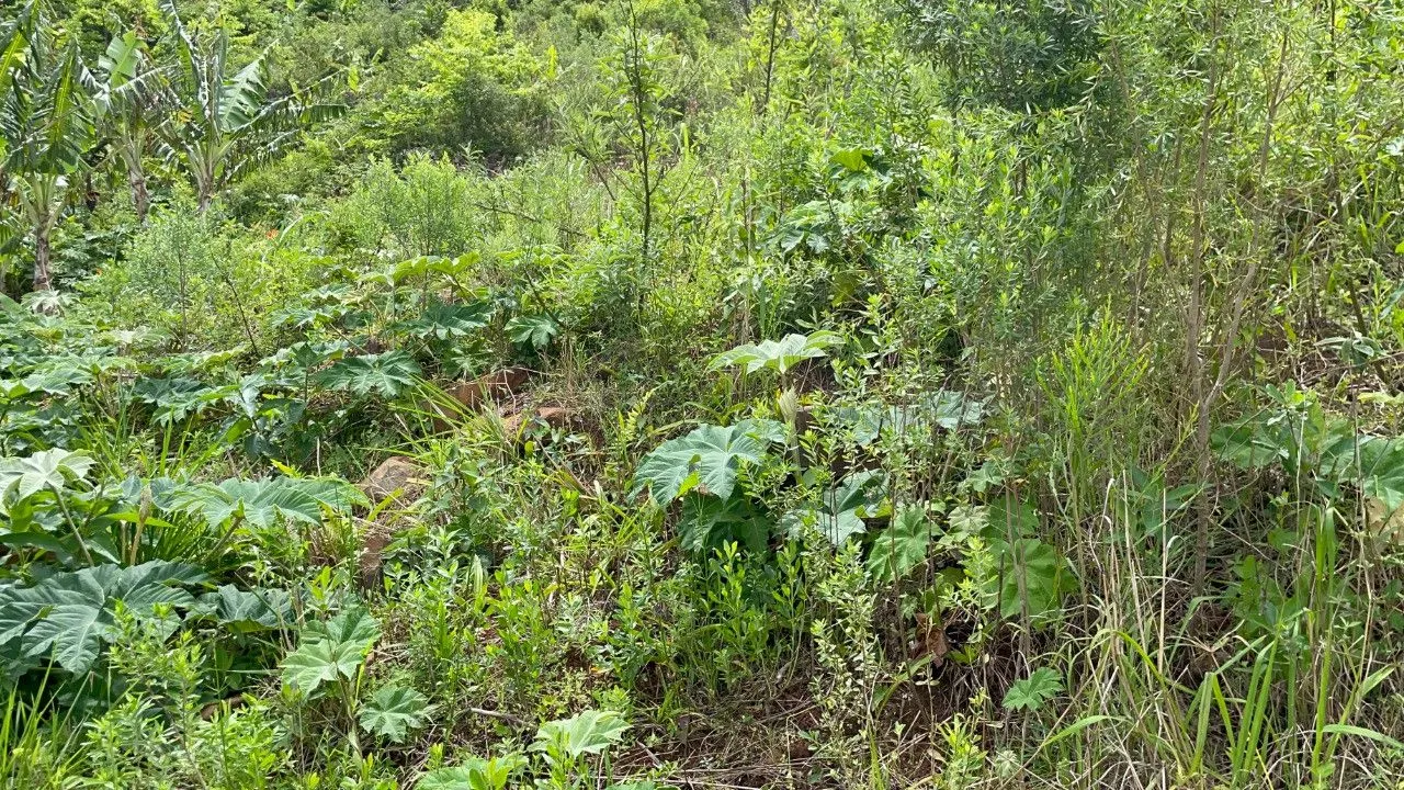 Chácara à venda de 3.300 m² em Maquiné, RS, Brasil
