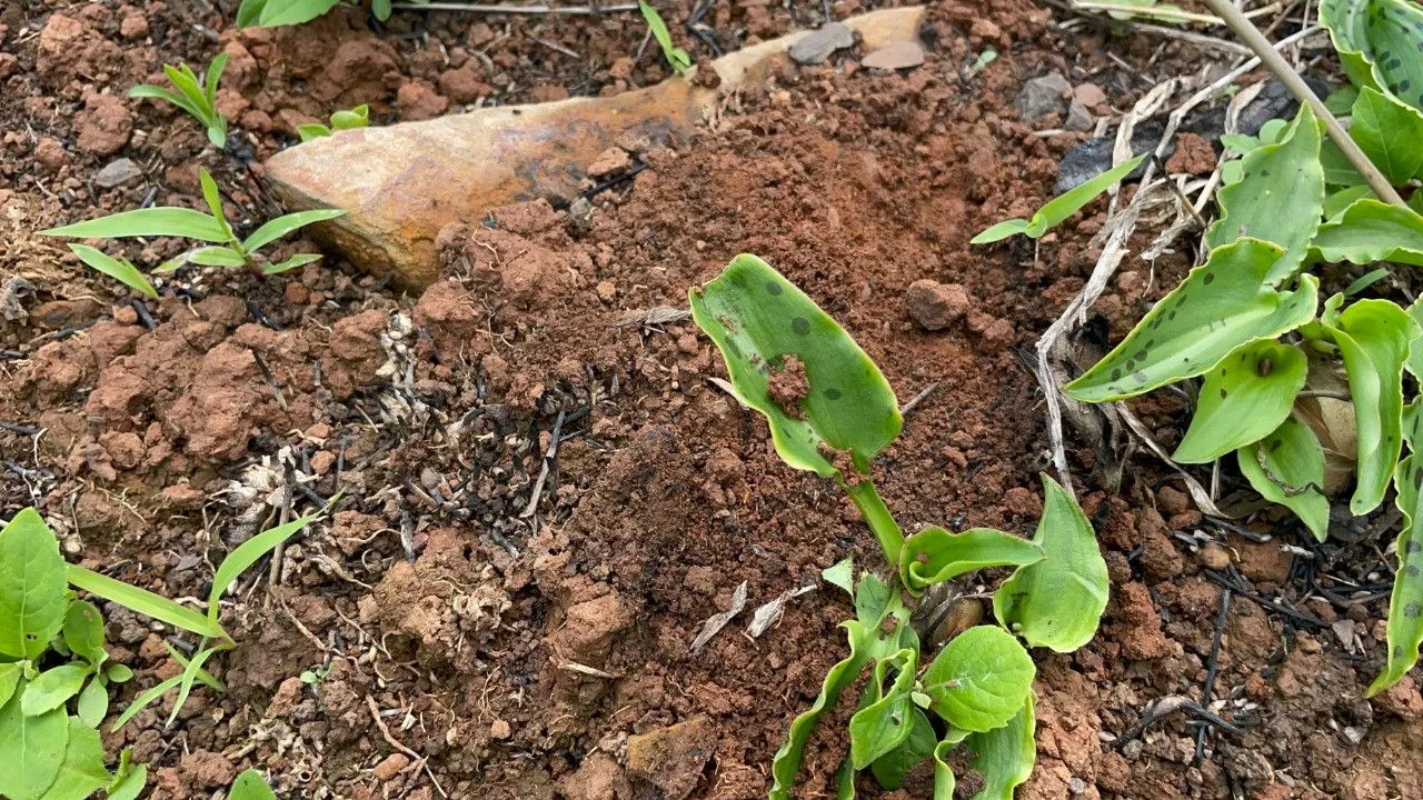 Chácara à venda de 3.300 m² em Maquiné, RS, Brasil