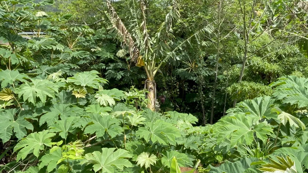 Chácara à venda de 3.300 m² em Maquiné, RS, Brasil