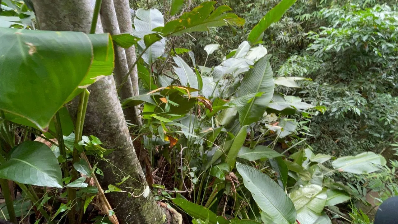 Chácara à venda de 3.300 m² em Maquiné, RS, Brasil