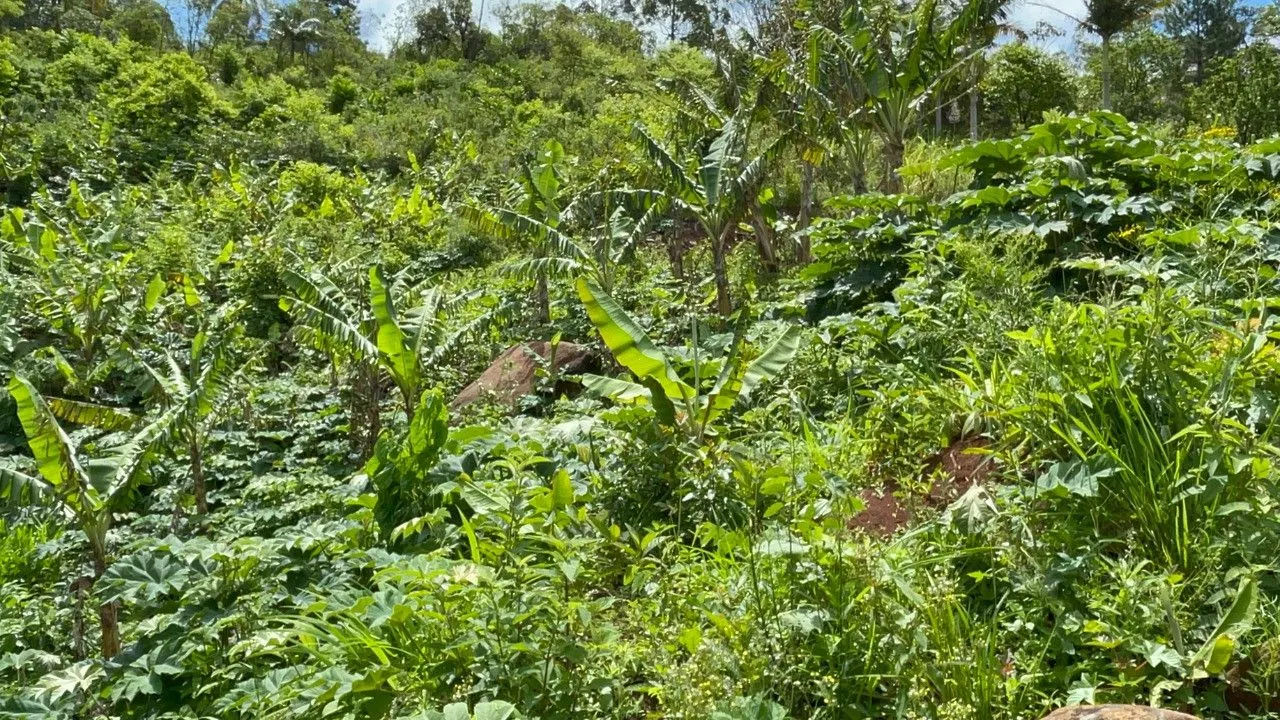 Chácara à venda de 3.300 m² em Maquiné, RS, Brasil