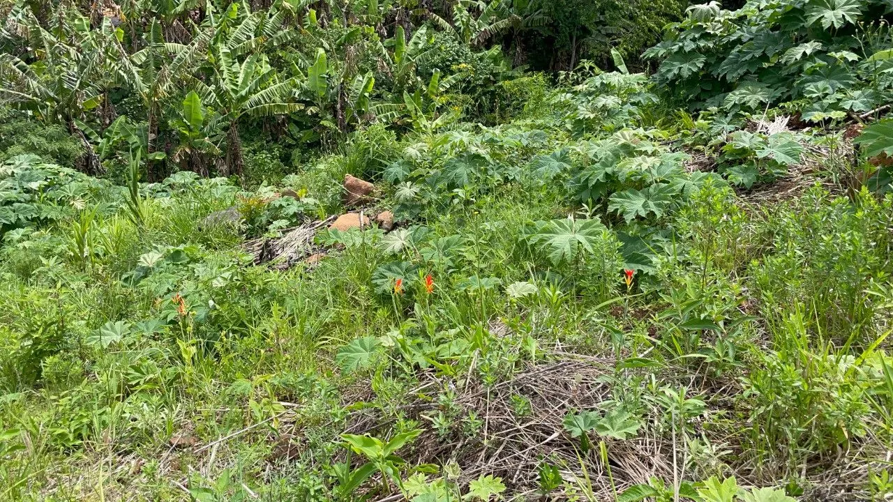 Chácara à venda de 3.300 m² em Maquiné, RS, Brasil