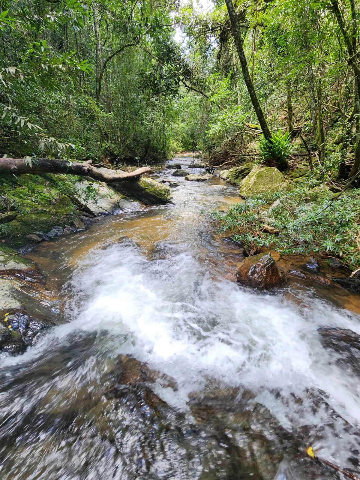 Small farm for sale of 126 acres in Delfinópolis, MG, Brazil