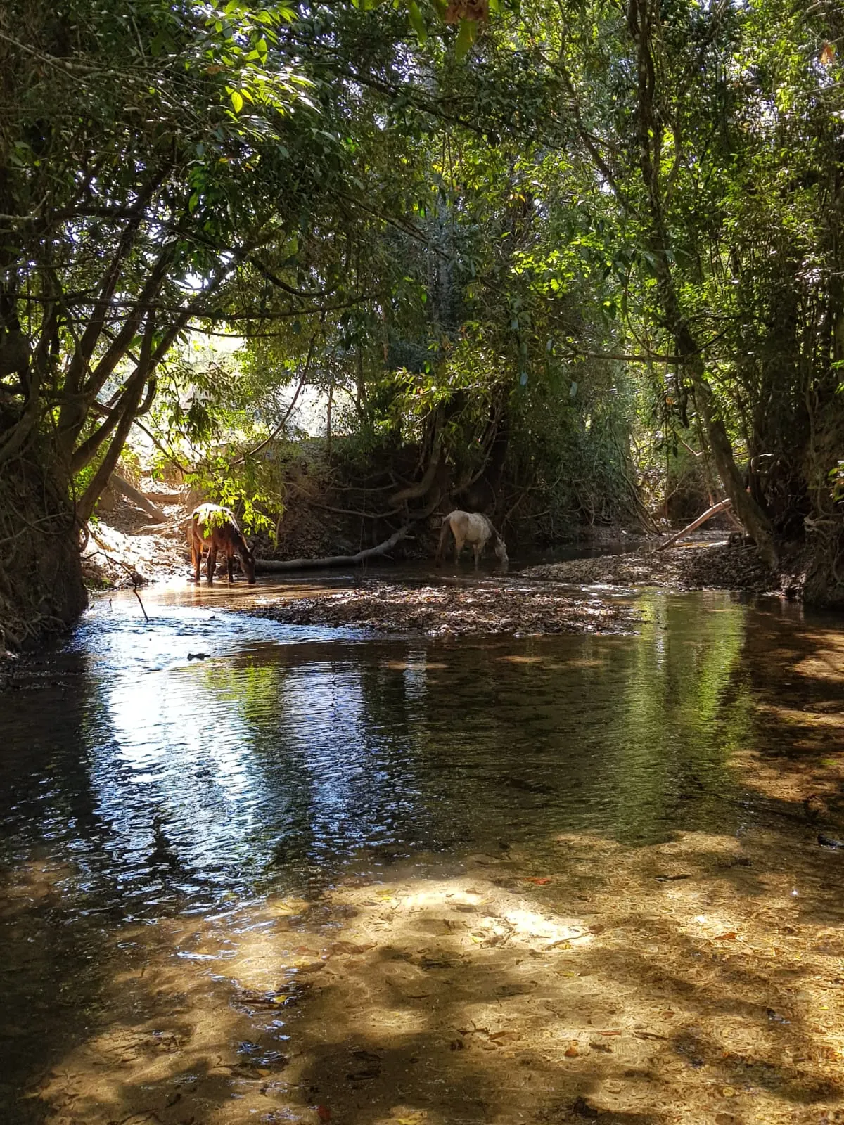 Small farm for sale of 126 acres in Delfinópolis, MG, Brazil