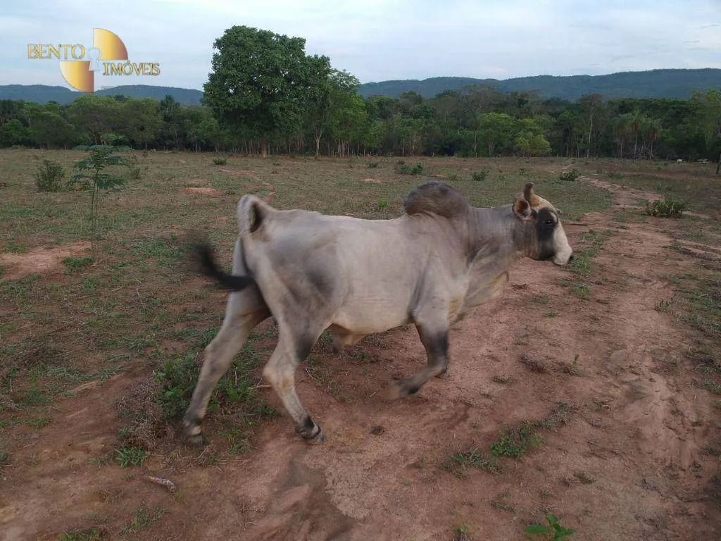 Fazenda à venda de 1.610 ha em Alto Paraguai, MT, Brasil