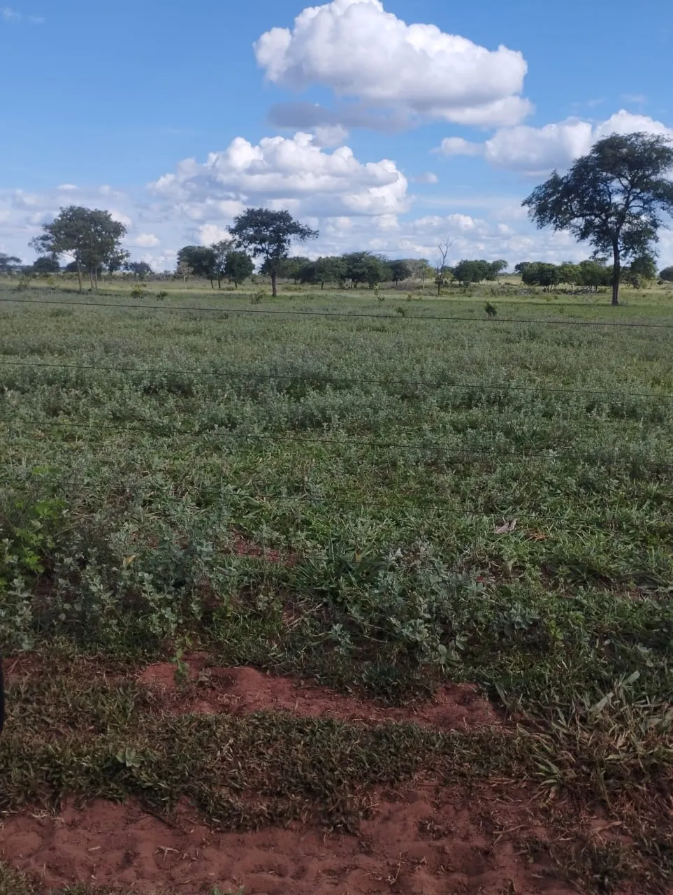 Fazenda à venda de 3.005 ha em Ribas do Rio Pardo, MS, Brasil