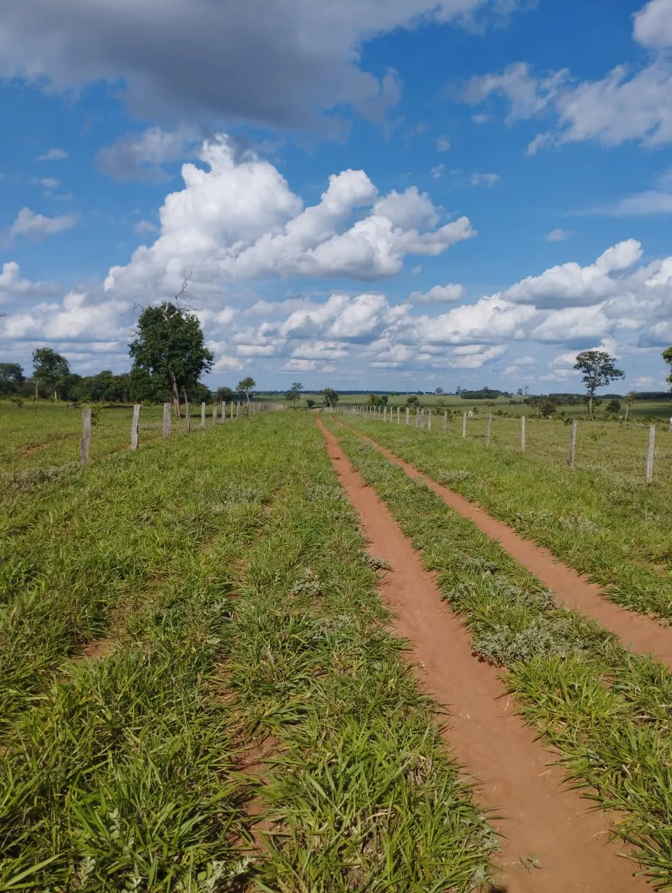Fazenda à venda de 3.005 ha em Ribas do Rio Pardo, MS, Brasil