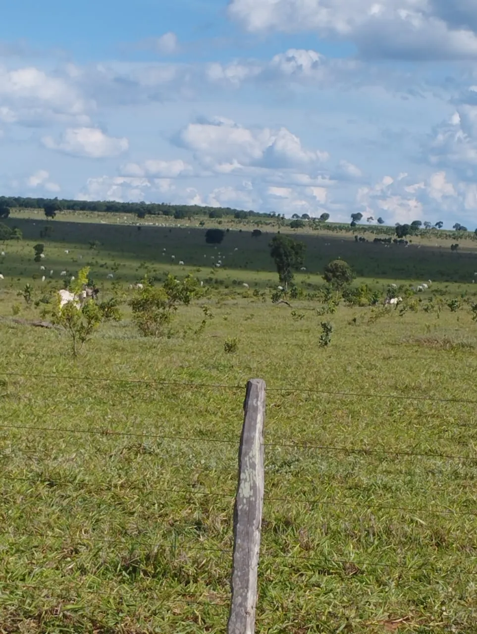 Fazenda à venda de 3.005 ha em Ribas do Rio Pardo, MS, Brasil