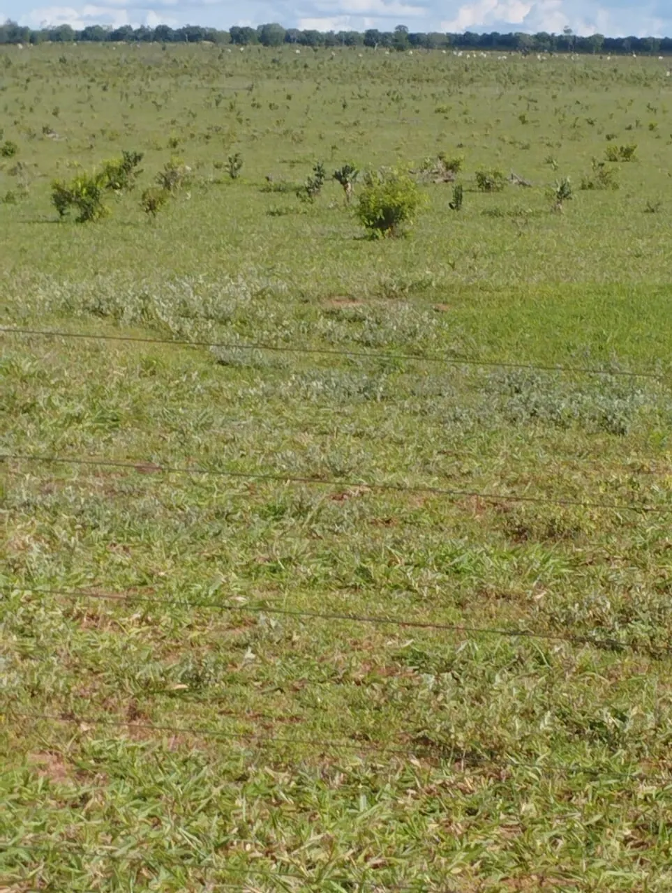Fazenda à venda de 3.005 ha em Ribas do Rio Pardo, MS, Brasil