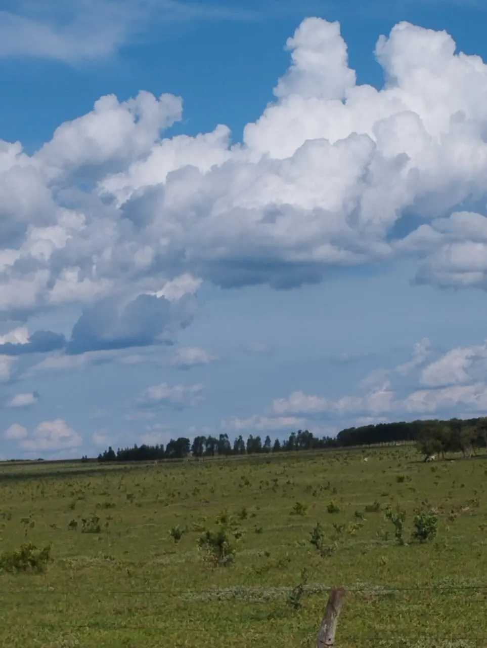 Fazenda à venda de 3.005 ha em Ribas do Rio Pardo, MS, Brasil