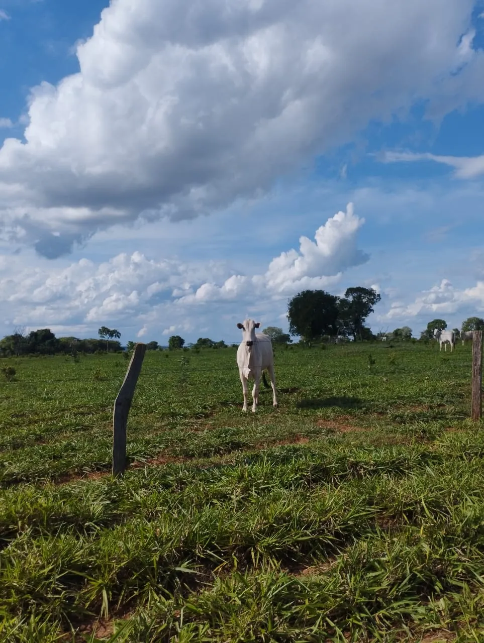 Fazenda à venda de 3.005 ha em Ribas do Rio Pardo, MS, Brasil