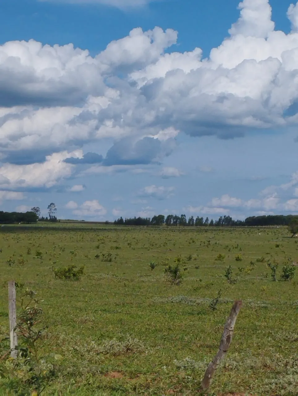 Fazenda à venda de 3.005 ha em Ribas do Rio Pardo, MS, Brasil