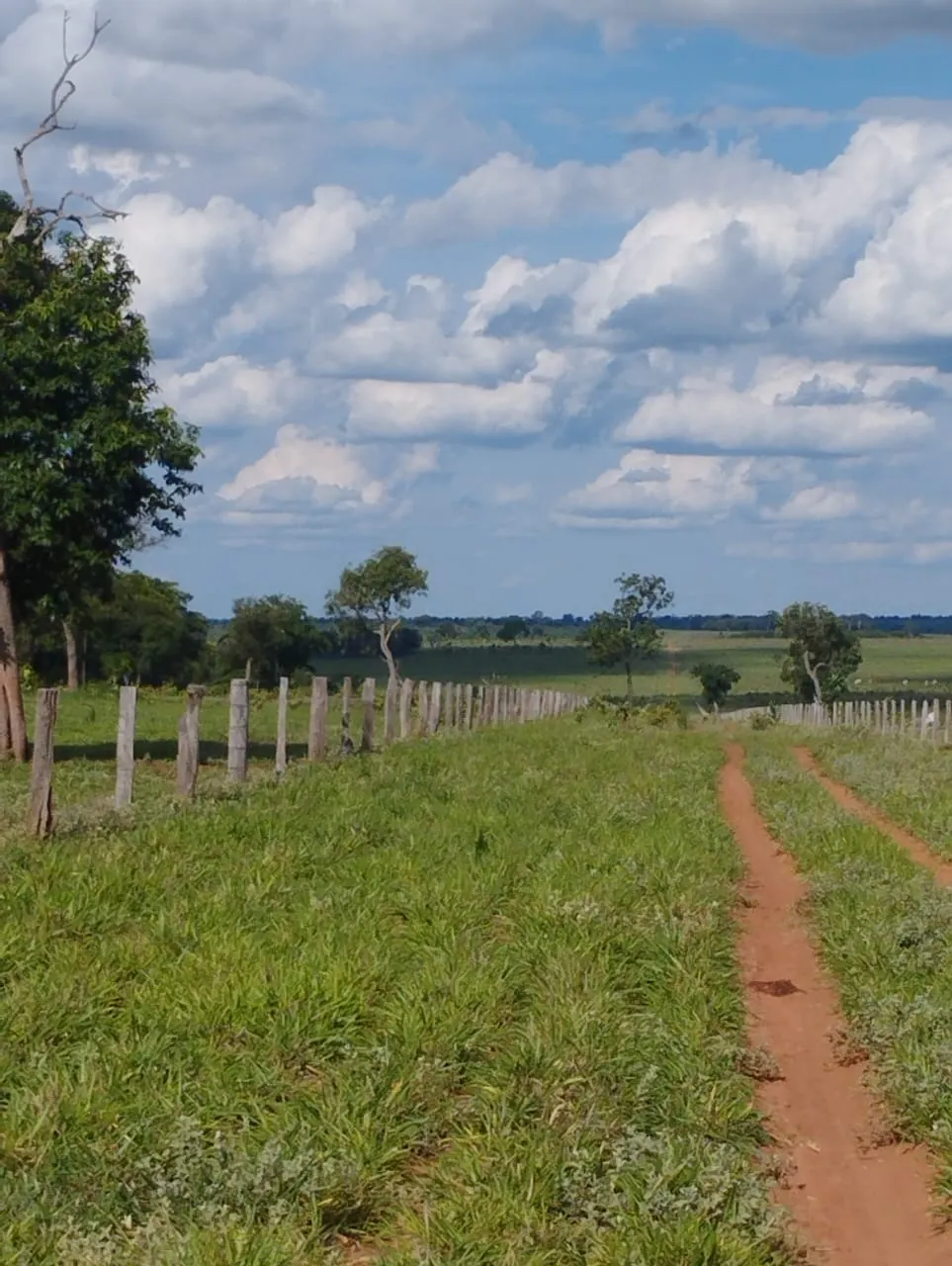 Fazenda à venda de 3.005 ha em Ribas do Rio Pardo, MS, Brasil