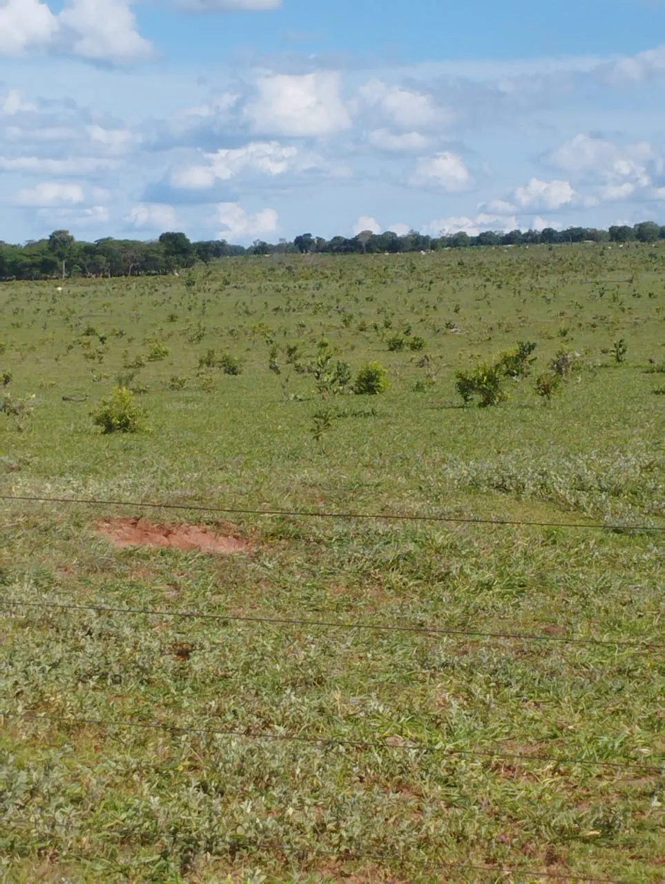 Fazenda à venda de 3.005 ha em Ribas do Rio Pardo, MS, Brasil