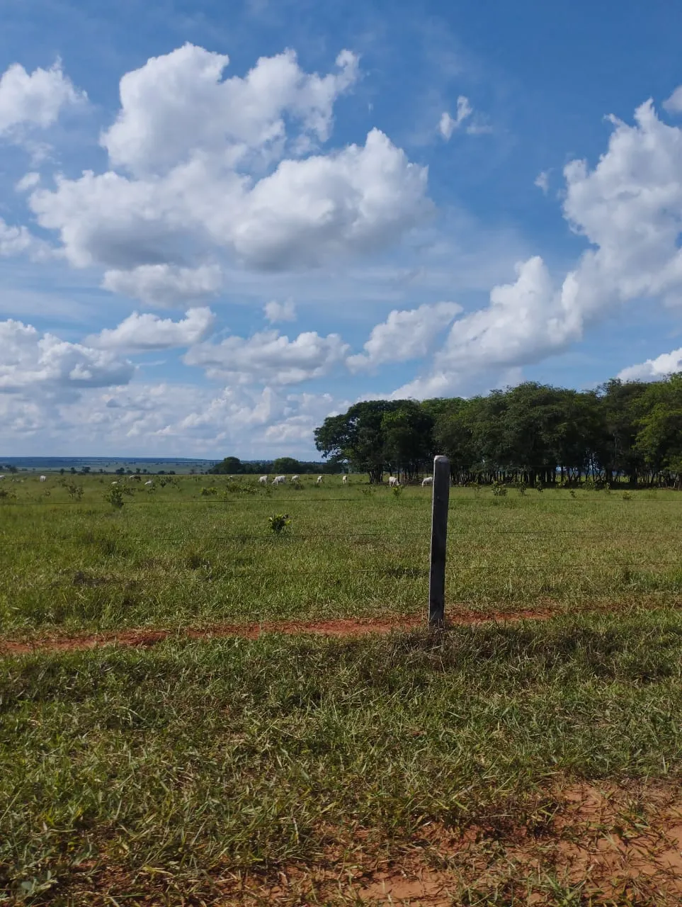 Fazenda à venda de 3.005 ha em Ribas do Rio Pardo, MS, Brasil