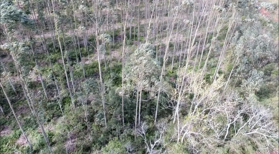 Chácara à venda de 6 ha em Osório, RS, Brasil