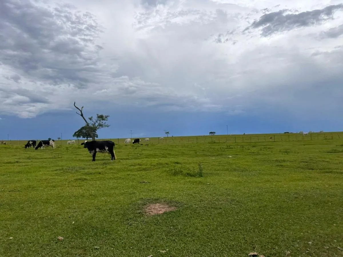Fazenda à venda de 573 ha em Rancharia, SP, Brasil