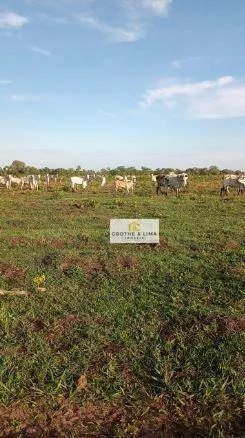 Fazenda à venda de 5.000 ha em Alto Boa Vista, MT, Brasil