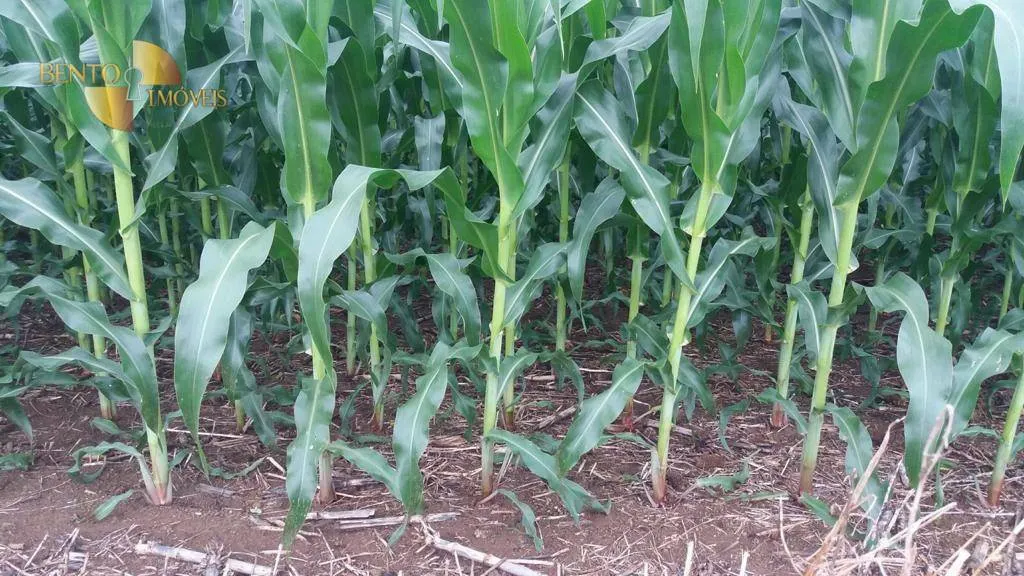 Fazenda à venda de 1.998 ha em Tapurah, MT, Brasil