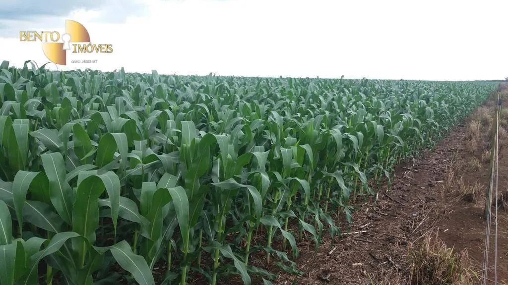 Fazenda à venda de 1.998 ha em Tapurah, MT, Brasil