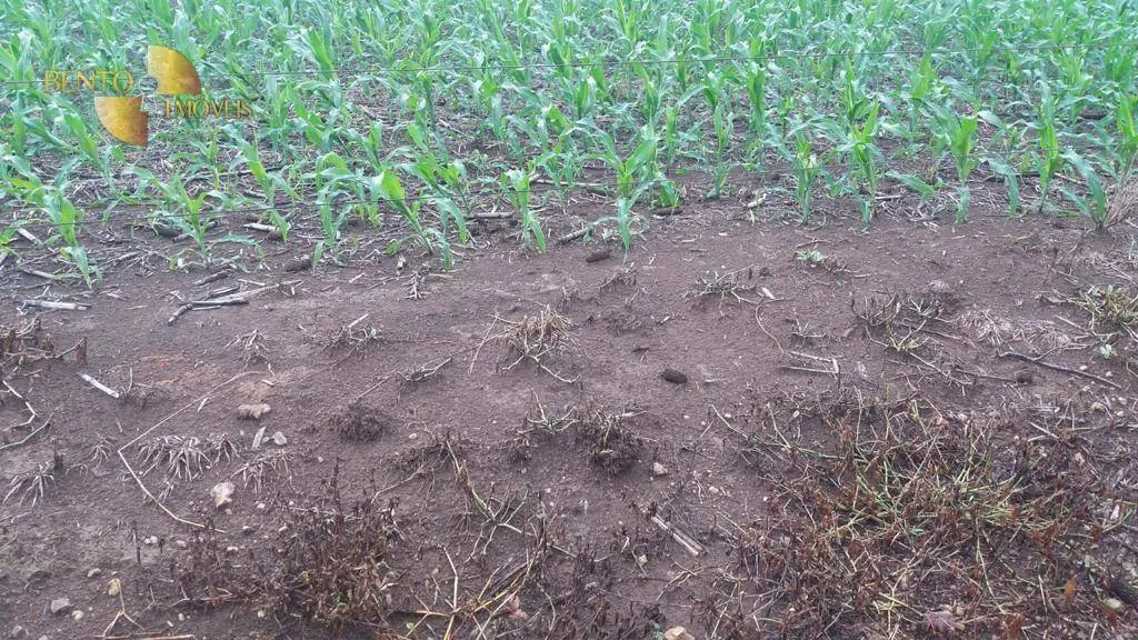 Fazenda à venda de 1.998 ha em Tapurah, MT, Brasil