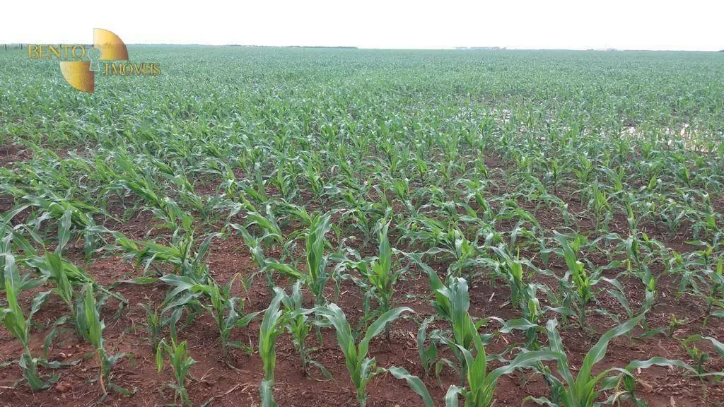 Fazenda à venda de 1.998 ha em Tapurah, MT, Brasil
