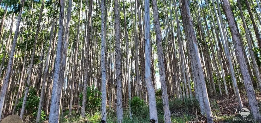 Fazenda à venda de 338 ha em Natividade da Serra, SP, Brasil