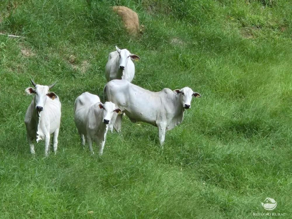 Fazenda à venda de 338 ha em Natividade da Serra, SP, Brasil