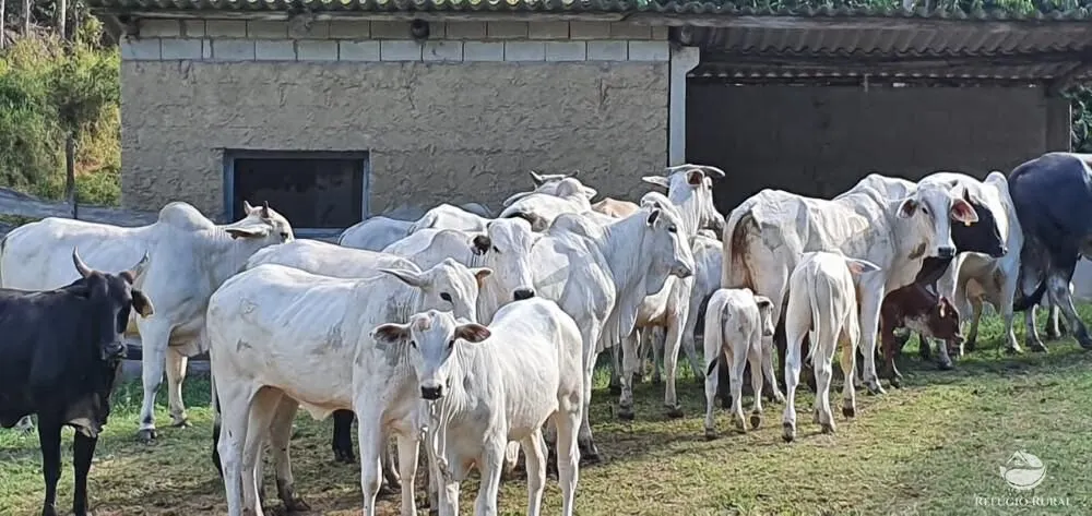 Fazenda à venda de 338 ha em Natividade da Serra, SP, Brasil